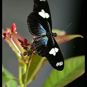 Meet your Posher, Damaris